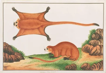Red Giant Flying Squirrel, from Drawings of Animals, Insects and Reptiles from Malacca, c.1805-18